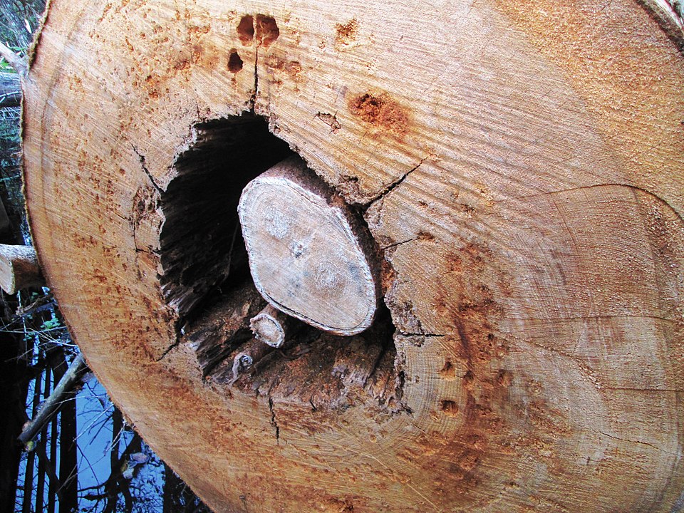 Strangler Fig Inside