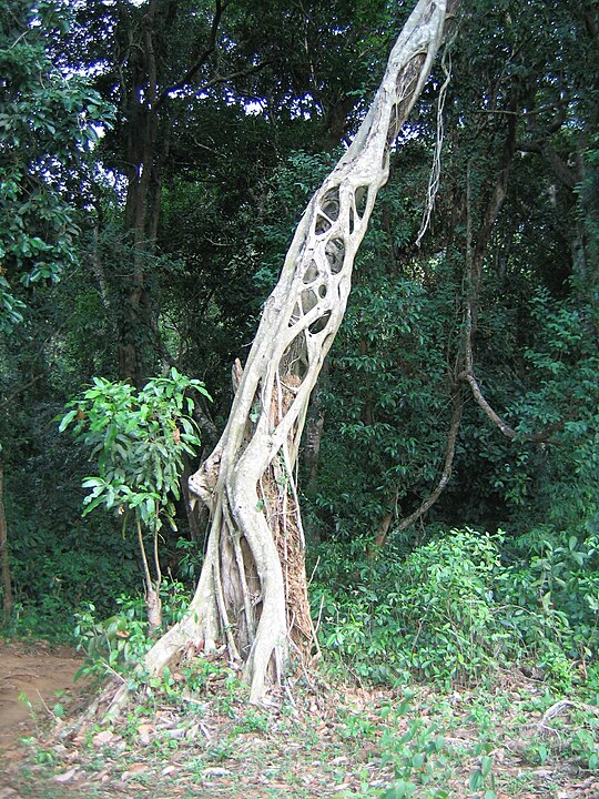 Strangler Fig